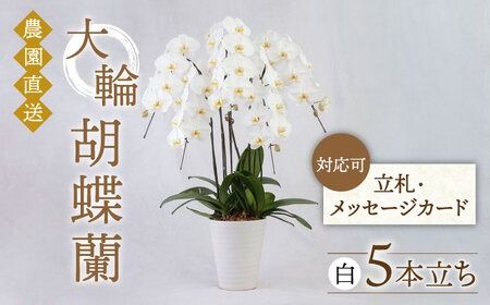 大輪 胡蝶蘭 ( 白 / 5本立ち ) 糸島市 / 平野園芸 花 生花 [AMI001] 胡蝶蘭 蘭 生花 花 ギフト 贈り物 お祝い 大輪 白 ギフト 祝 開店祝い