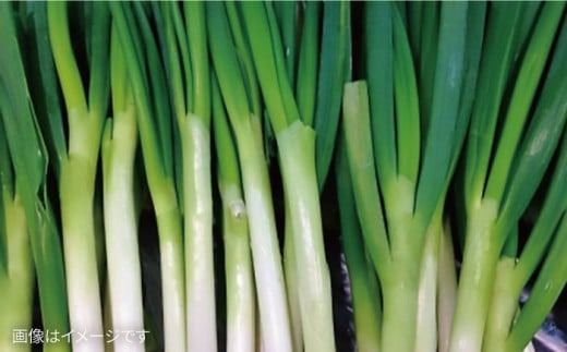 【 全6回 定期便 】 こだわり 野菜 （ 7品 前後 ） セット ＋ 果物 《糸島》【オーガニックナガミツファーム】 	[AGE010]