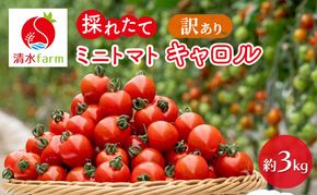 【2026年7月～発送】訳あり 富良野産 採れたて直送! ミニトマト キャロル10 【約3kg】 (清水farm) トマト ミニトマト とまと 野菜 新鮮 甘い 季節限定 北海道 富良野 ふらの