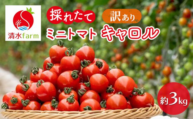 【2026年7月～発送】訳あり 富良野産 採れたて直送! ミニトマト キャロル10 【約3kg】 (清水farm) トマト ミニトマト とまと 野菜 新鮮 甘い 季節限定 北海道 富良野 ふらの