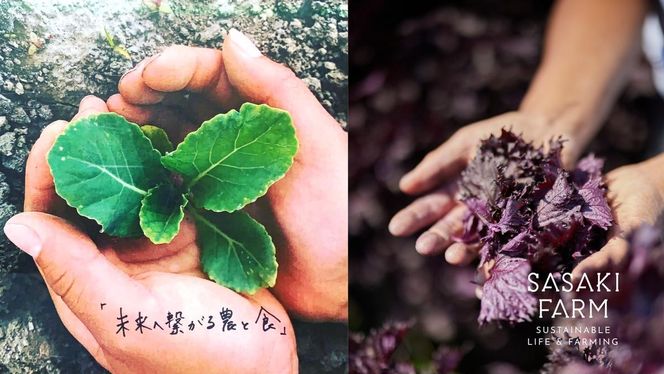 旬の野菜詰め合わせ ～ありがとうBOX2026・中～ 12月1日～1月31日頃お届け 先行予約 北海道 野菜 やさい 詰め合わせ セット 北海道産 常備菜 加工品 自然栽培 佐々木ファーム 産地直送 洞爺湖町