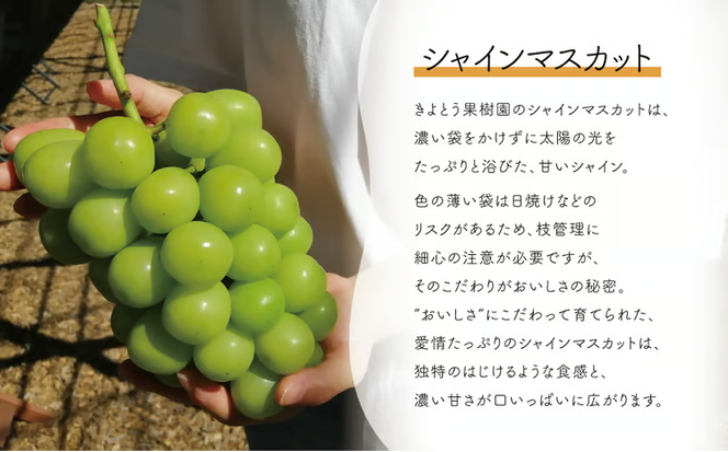 【2026年先行予約】量より質！桃とピオーネ＆シャインマスカット、上級品の2回便 (定期便)(岡山県産) 【KF-T032-03】