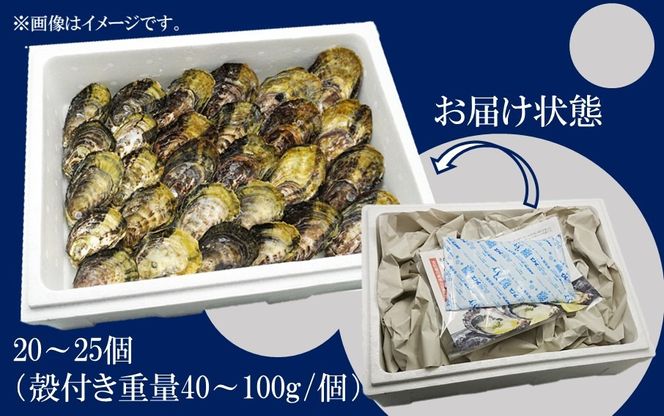 牡蠣 生食用 殻付き くにさきオイスター 20～25個（殻付き重量40～100g/個）　カキ oyster 生牡蠣_2113R-1