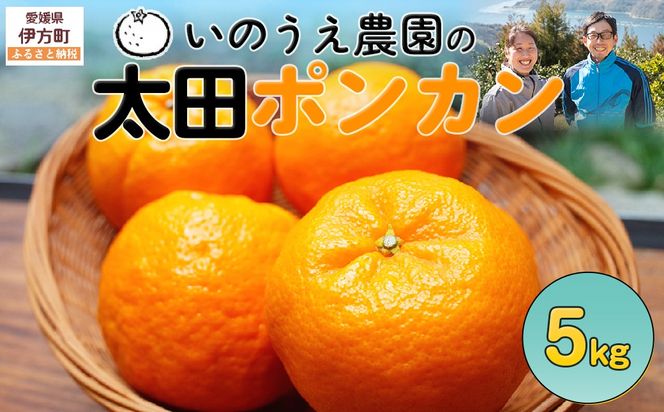【先行予約】いのうえ農園の太田ポンカン 5kg ※離島への配送不可 （2027年1月上旬より順次発送） IKTAI003