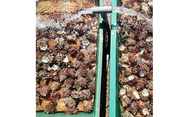 天然 サザエ 味付き 冷凍 約1kg 大8～9個入り 青森県西海岸産 貝 貝類 海鮮 海鮮セット 簡単調理 レンジ簡単調理 温めるだけ おかず おつまみ つまみ お酒のつまみ 酒のつまみ 青森 青森県 鰺ヶ沢町