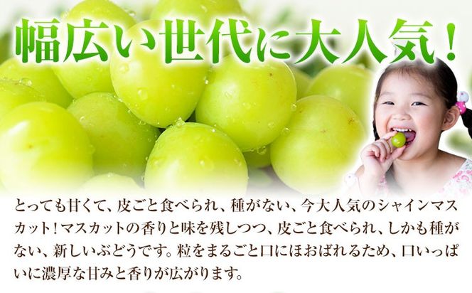 岡山県産 ご家庭用 シャインマスカット 2～3房 約1.2kg 《9月上旬-10月下旬頃出荷》 岡山県 笠岡市 マスカット ぶどう 葡萄 果物 フルーツ【配送不可地域：離島】---H-103---
