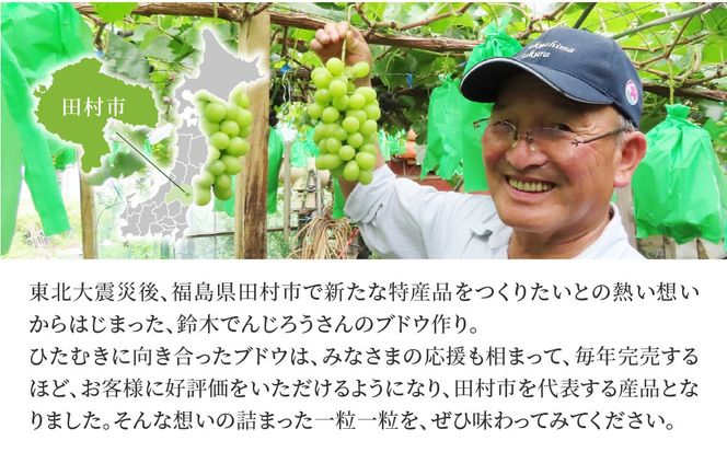 【 先行予約 2026年発送 】 マイハート 1kg 冷蔵 種無し 種なし ブドウ ぶどう シャインマスカット 巨峰 品種 果物 家庭用 甘さ 大粒 美味しい 食べ方 ランキング おすすめ 福島県 田村市 福島 ふくしま 鈴木農園 でんじろうさん