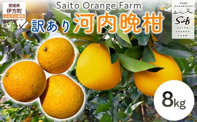 【先行予約】Saito Orange Farmの訳あり河内晩柑8kg ※2027年4月下旬頃より順次発送予定 IKTAQ005