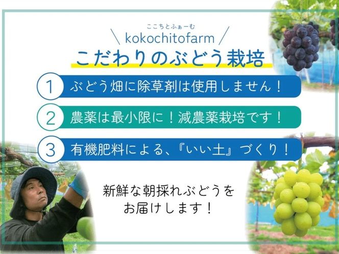 【2026年先行予約】 ここちとふぁーむ 【ギフト】 岡山県産 シャインマスカット＆旬のおまかせぶどう 2～3房 約1kg 【koko015-01】