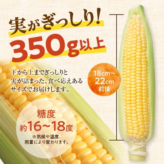 【2026年8月～発送開始！】北海道十勝清水町産 黄金の甘さ ゴールドラッシュ！サイズ混合 10～12本 北海道産 2026年 とうもろこし とうきび 産直 産地直送 清水町 北海道_ S021-0019