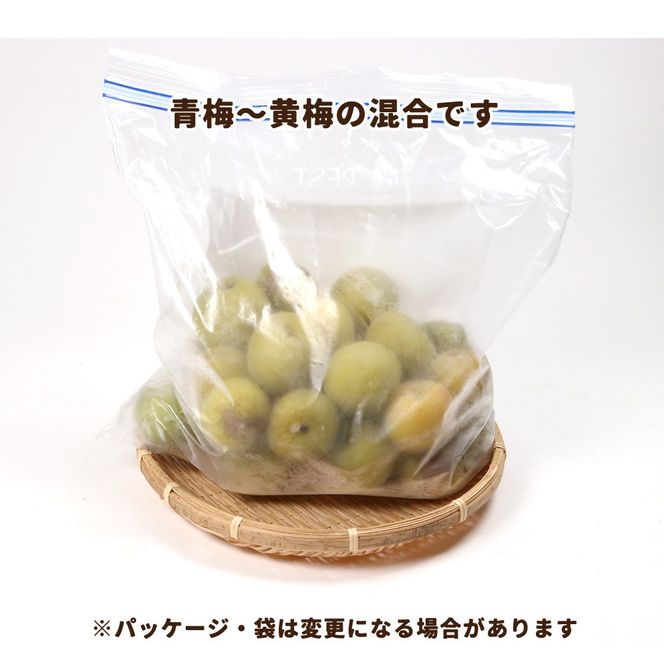 家庭用 冷凍梅 約0.5kg 紀州南高梅 青梅 黄梅 完熟梅 訳あり  	CZ165