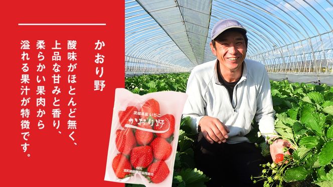 完熟 かおり野 4パック 先行予約 大粒 イチゴ 苺 いちご フルーツ 果物 [AF062ci]