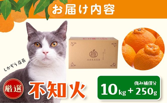 ［先行予約］厳選 不知火10kg+250g（傷み補償分）［デコポンと同品種・人気の春みかん］ 	CZ205