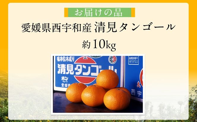 【先行予約】【数量限定】JAにしうわ みつる共選 清見タンゴール 約10kg ※離島への配送不可（2026年3月上旬より順次発送予定） IKTBC009