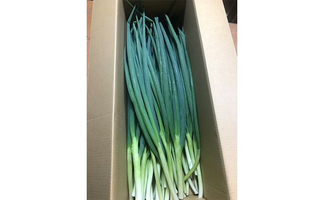 【4か月定期便】生産農家直送 京野菜・九条ねぎ2kg〈定期便 ねぎ ネギ 葱 九条ねぎ 京野菜 京都 新鮮 甘い 農家直送 野菜〉 4ヶ月 4回 