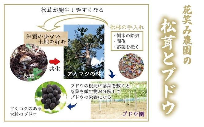 【2027年先行予約】花笑み農園　岡山の『松茸』100g 【hana077-04】