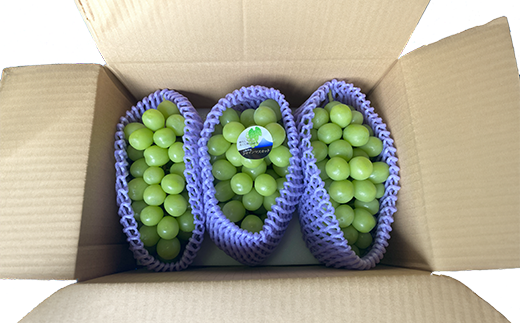 yRxm쒬zy2026N s\zỹVC}XJbg(1.7`2.0kg 3`4[) VC }XJbg xm쒬Y Yn t[c ʕ  uhE Ԃǂ  ܂Ȃ R st ߘa8N