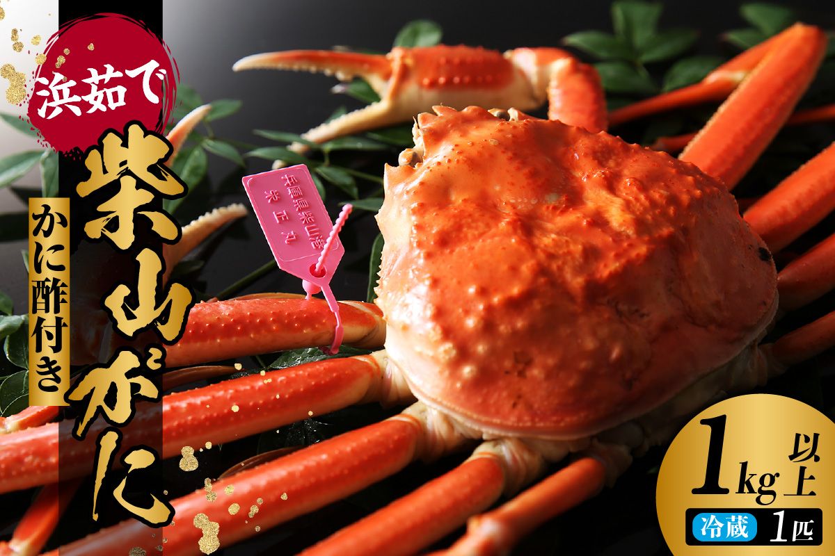 [先行予約][柴山がに タグ付き カネニの浜茹で (ボイル 高級柴山がに タグ付き 茹で 重量:1.0kg以上 冷蔵でお届け)]令和7年11月中旬以降順次発送予定 高級 ふるさと納税 かにすき 焼きガニ カニ ボイル 兵庫県 香美町 香住 柴山 カネニ 06-02