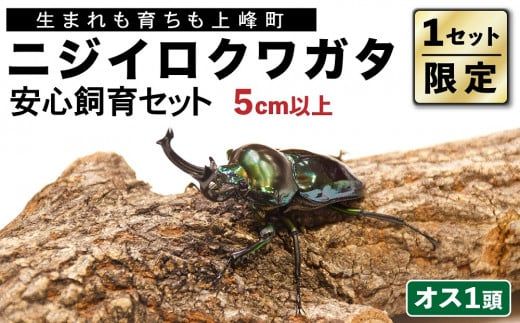 【1セット限定！】完璧育成！「ニジイロクワガタ」 E-257