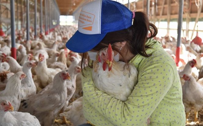 はかた地どり水炊きセットＢ 鍋セット水炊き 鶏肉水炊き 