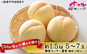 桃 2026年 先行予約 9月の旬な 白桃 をお届け！約1.5kg 5～7玉 糖度センサー選果 糖度12度以上 もも モモ 岡山県 赤磐市産 国産 フルーツ 果物 ギフト あみかフルーツ 旬の桃 少し固め 
