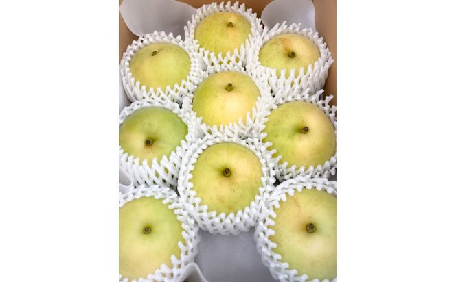 【先行予約】鳥取県産 二十世紀梨 3kg(8〜12玉) 良品 ご家庭用 / 梨 なし 青梨 和梨 2026年9月発送 フルーツ 312011_GN001