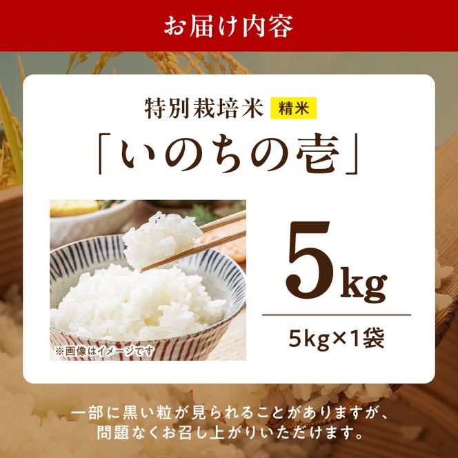 【R8年産新米 先行受付】特別栽培米「いのちの壱」（5kg）＜農家直送＞ ［208K01］ 希少米 5kg 米 新米 精米 白米 ご飯 国産 産地直送 甘い 粘り強い もちもち お取り寄せ こだわり米 愛知県 小牧市 送料無料