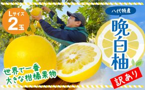 【先行予約】 【訳あり】 晩白柚 Lサイズ 2玉 ばんぺいゆ 柑橘 果物 果実 くだもの フルーツ 熊本県産 八代市 特産品 【2026年12月上旬より順次発送】