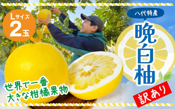 【先行予約】 【訳あり】 晩白柚 Lサイズ 2玉 ばんぺいゆ 柑橘 果物 果実 くだもの フルーツ 熊本県産 八代市 特産品 【2026年12月上旬より順次発送】