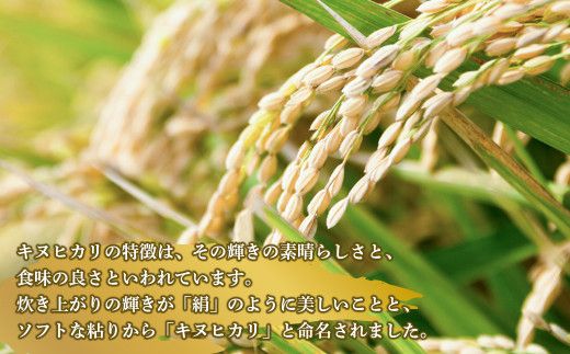 淡路日の出農協 淡路島のキヌヒカリ10kg　　[精米 白米 お米]