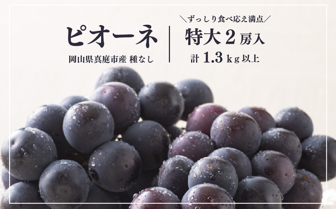 【2026年先行予約】種なしピオーネ 特大2房/計1.3kg~ (岡山県産)【KF-B064-01】