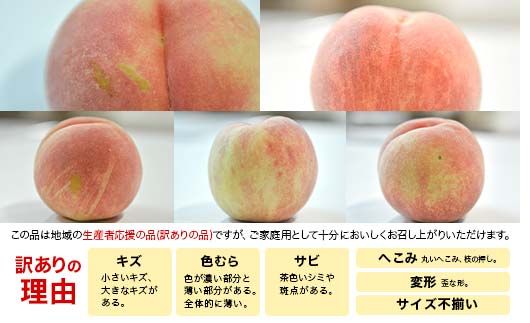 FYN9-731 ≪2026年先行予約≫ ご家庭用 8月発送 山形県産 品種おまかせ 白桃 約3kg(7～13玉) 2026年8月上旬から順次発送 はくとう 桃 もも モモ 果物 くだもの 夏果実 フルーツ 訳あり 農業者支援 家庭用 自宅用 産地直送 山形県 西川町 月山