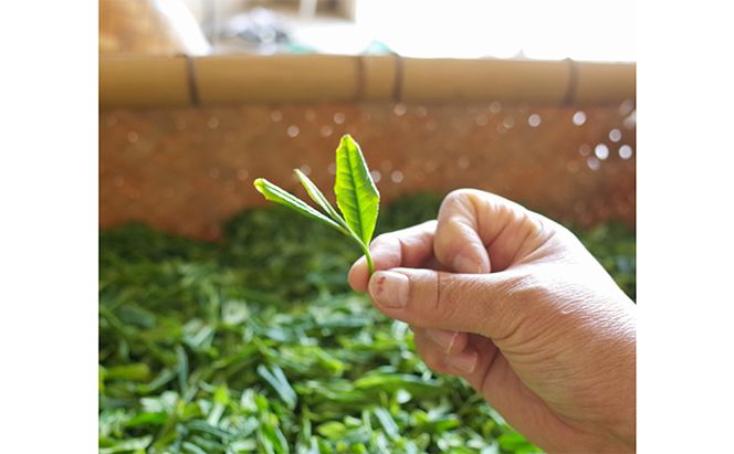 早摘み煎茶いちばん星100ｇ入×3本　宇治茶の木谷製茶場　〈 煎茶 お茶 茶 緑茶 新茶 茶葉 お茶葉 早摘み いちばん星 宇治 〉 加工食品 