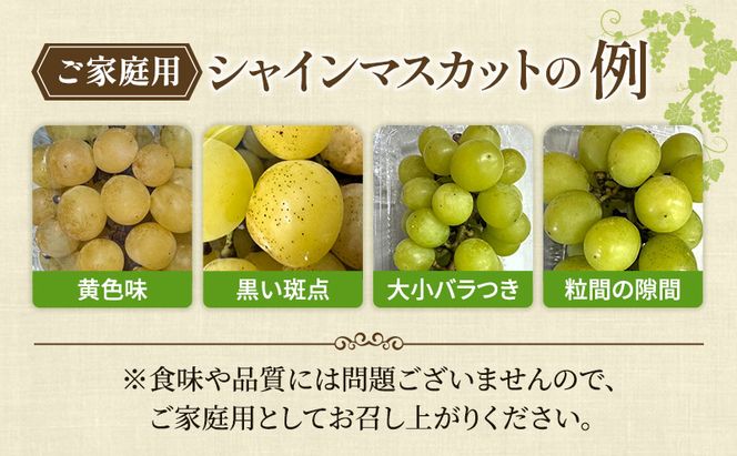 ぶどう 2026年 先行予約  【平均糖度20度】ご家庭用 農家こだわりの シャイン マスカット 2～3房 合計約1.2kg ブドウ 葡萄 岡山県産 国産 フルーツ 果物 【 Nini farm 農家 直送 】 岡山のぶどう デザート