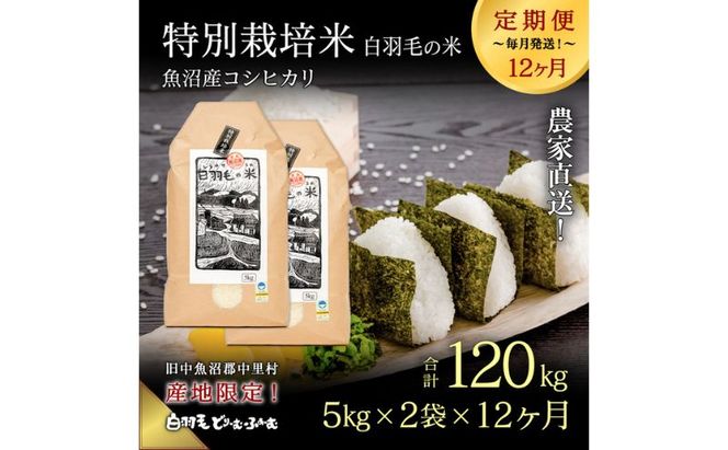 【通年受付】≪令和8年産≫【定期便／全12回】農家直送！魚沼産コシヒカリ特別栽培「白羽毛の米」精米(5kg×2袋)×12回 120kg お米