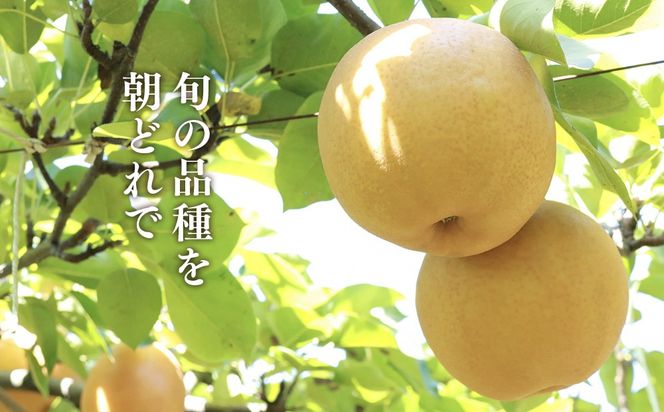 【先行予約】小林果樹園の梨 食べ比べ5～8玉  約3kg　※2026年9月～発送