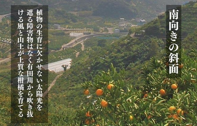 不知火 古豪の産地 田口の不知火 7玉木箱入 特選品 産地直送 贈答用 数量限定［みかんの会］AX146