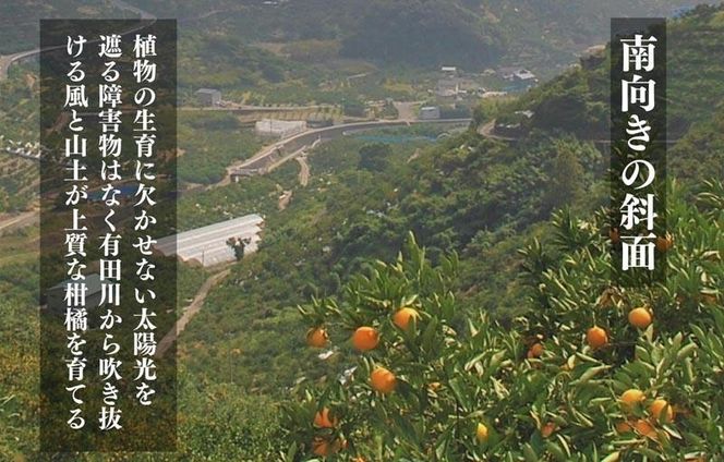 古豪の産地 田口の不知火 7玉木箱入 特選品 産地直送 贈答用 数量限定 【みかんの会】AX146