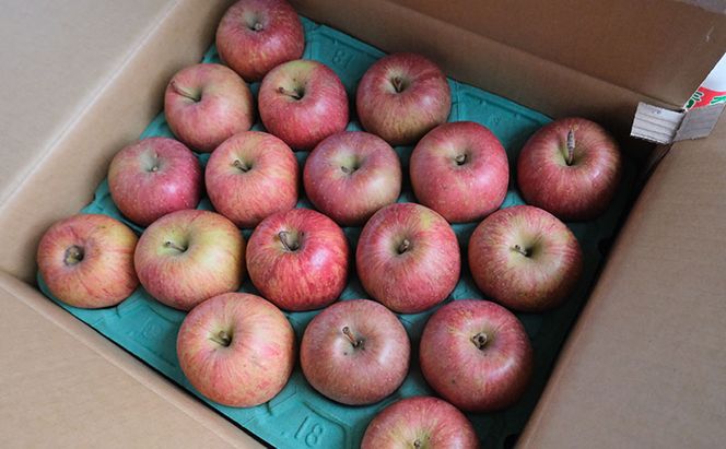 りんご 【4月クール便発送】 平均糖度13度以上 訳あり品 家庭用 CA貯蔵 サンふじ 約 5kg 【 青森りんご 】 フルーツ 果物 リンゴ 青森県 デザート ジューシー