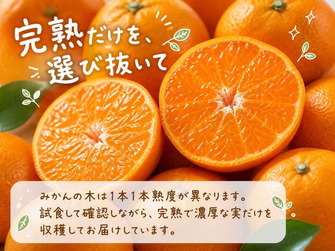 【先行予約】有田の小粒みかん5kg(S～3Sサイズ混合)◇｜みかん ミカン 柑橘 果物 くだもの フルーツ 甘い 小粒 先行予約 国産 濃厚 絶妙 糖度 酸味 産地直送 美浜町