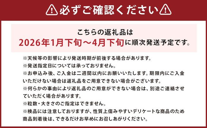渡邉農園の採れたてあまおう 280g×2パック 合計560g いちご イチゴ フルーツ くだもの 福岡県産 【2026年1月下旬-4月下旬迄順次発送予定】