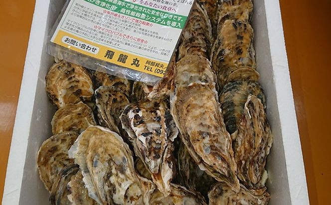 加熱用 福吉の牡蠣 殻付き 3kg (簡易 ナイフ 付き) 福岡県 糸島産 糸島 / かきの阿部 飛龍丸[AZB002]