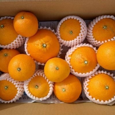 【先行予約：2026年11月20日～発送】訳あり まどんな 5kg 数量限定 愛果28号 紅まどんな 柑橘 かんきつ フルーツ 果物 旬 みかん ミカン 国産 サイズ不揃い 家庭用 おやつ 期間限定 みかん マドンナ 愛媛県 愛南町 愛南町青果市場組合