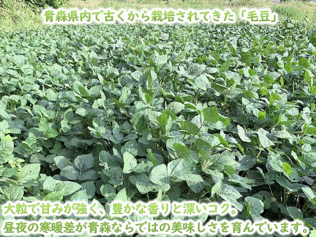 【 2026年産 数量限定 】青森の定番 毛豆 約1kg【9月発送】青森県鰺ヶ沢町産 ※オンライン決済のみ 野菜 枝豆 大粒 甘みが強い 豊かな香り コク ほっくり おつまみ 料理 お弁当 食材 