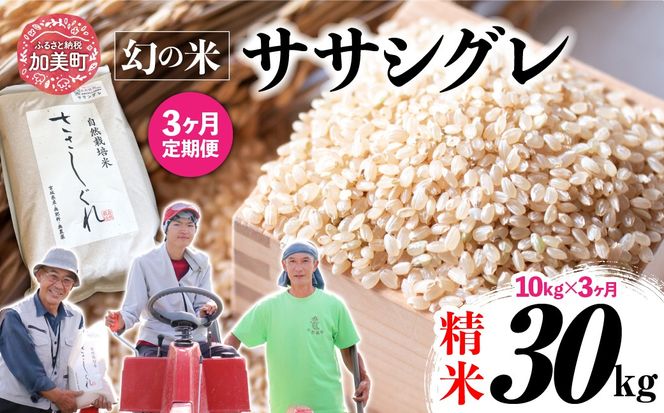 【新米予約】《 希少品種米 》 米 令和8年 宮城県産 ササシグレ ( 栽培期間中農薬・肥料不使用 ) 【 3回 定期便 】 精米 白米 10kg × 3ヶ月 （ 合計 30kg ）｜ 宮城県 加美町 無農薬 お米 こめ コメ ささしぐれ ササニシキ の 父 ｜ nt-ss10-t3-r8 | nt-ss10-t3-r8