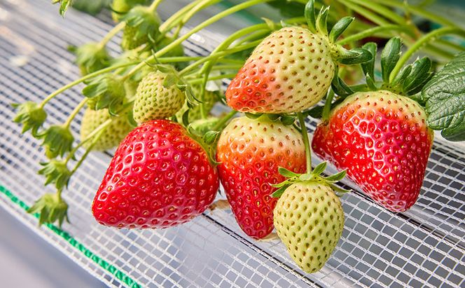 いちご狩り40分食べ放題 中学生以上2名 いちご狩り 食べ放題 40分 いちご イチゴ 苺 観光 レジャー 兵庫県 加西市