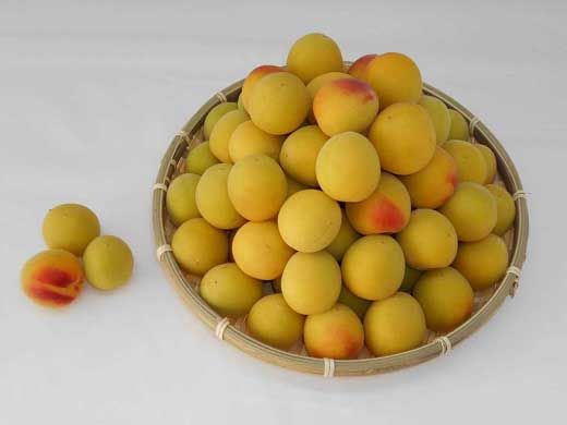 ［梅干づくり用］紀州南高梅5kg（2Lサイズ） 304018_AV03