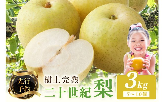【先行予約】樹上完熟 二十世紀梨 3kg(7～10個)（2026年8月下旬～発送） 20世紀梨 梨 国産 期間限定 ふるさと納税 フルーツ ふるさと納税 なし 梨 果樹園直送 生産者応援 農家応援　BF00023