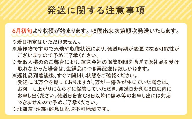 ［先行予約］しらはま農家 とうもろこし Lサイズ 12本 ［2026年6月発送予定］ 304018_DK05