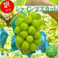 2026 早期受付 ぶどう シャインマスカット 3～4房 約2kg 岡山県高梁市産 うめづぶどう園 化粧箱入り 葡萄 ブドウ 訳あり